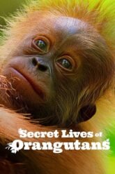 Secret-Lives-of-Orangutans.jpg