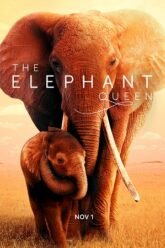 The-Elephant-Queen-2019.jpg